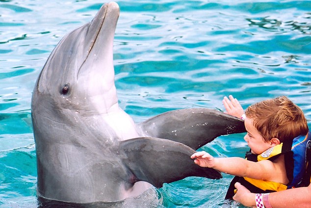 Exploring the Wonders of Dolphin Discovery Cozumel: A Marine Adventure